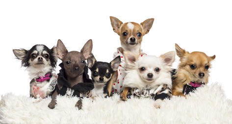 Different kind sale of chihuahuas